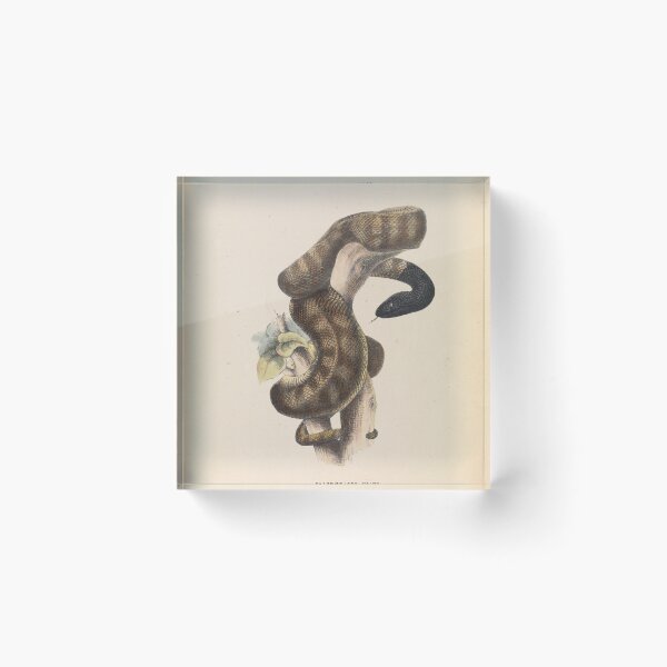 Item preview, Black-headed Snake designed and sold by Old-fowers.