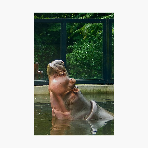 Happy Hippo - Aaaah... Life is good... Photographic Print