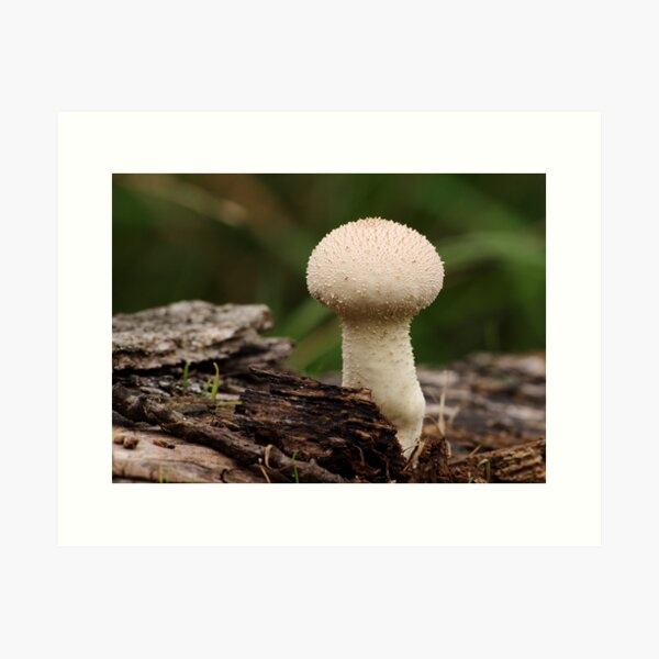 Item preview, Common Puffball designed and sold by godders.