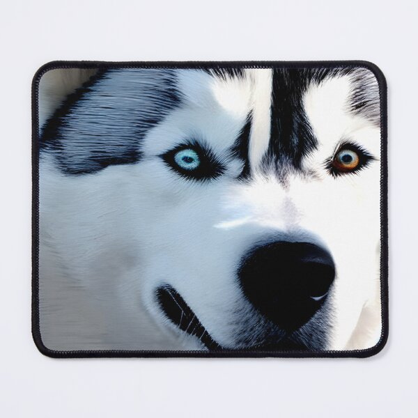 Item preview, Siberian Husky colorful dog portrait #2 designed and sold by supeart.