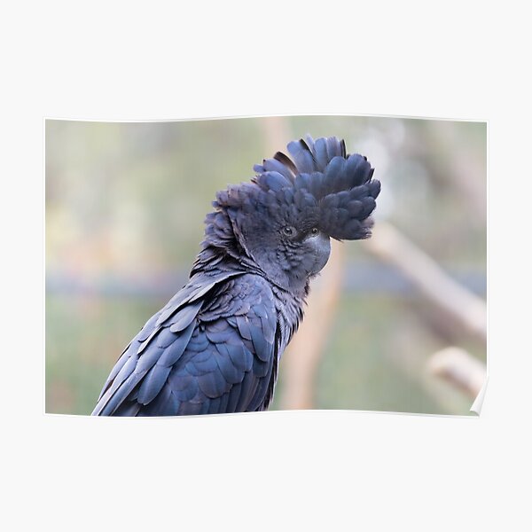 Black Cockatoo Poster