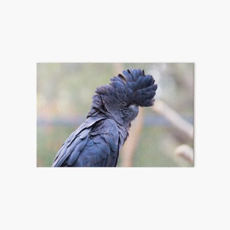 Black Cockatoo Art Board Print