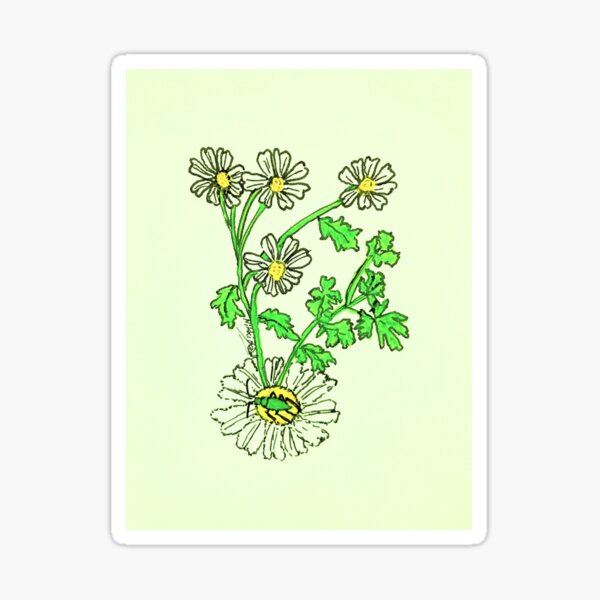 Green Capsid Bug on Chamomile Sticker