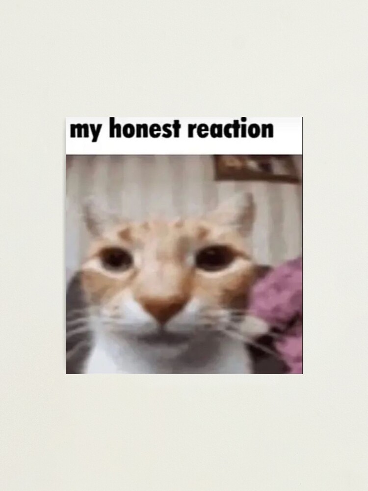 My Honest Reaction Dog GIF - My honest reaction My Honest