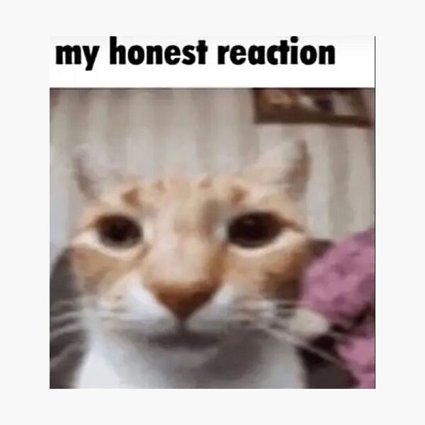 My Honest Reaction Dog GIF - My Honest Reaction Dog Reaction