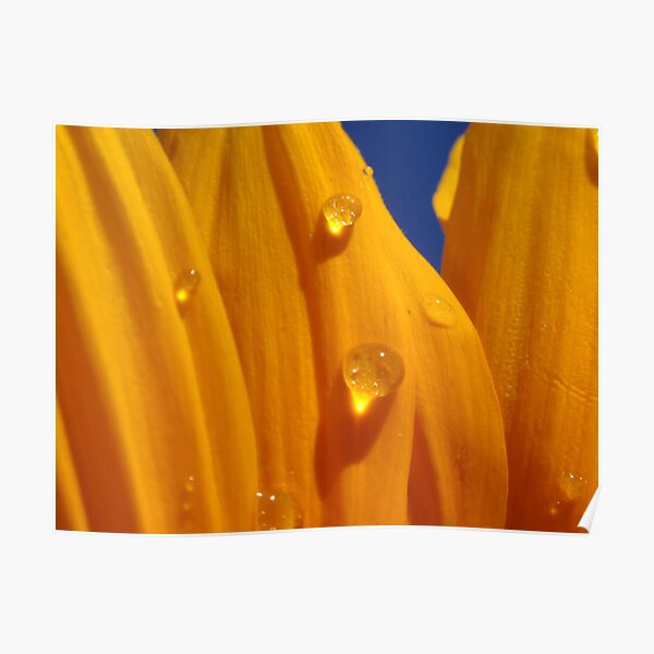 Sunflower Tears Poster
