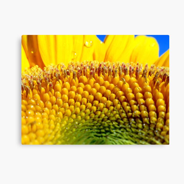 In the Middle Canvas Print