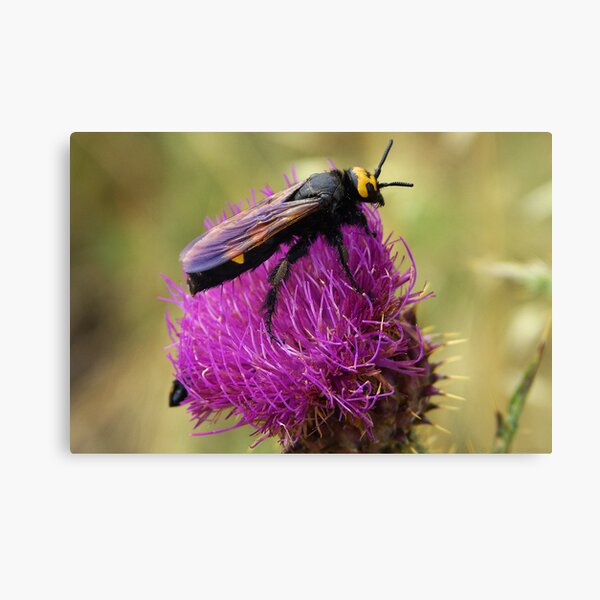 Abeille géante - Corse Impression sur toile