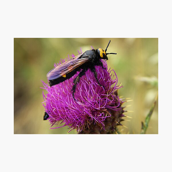 Abeille géante - Corse Impression photo