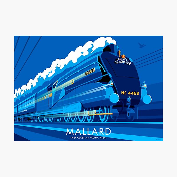Mallard Photographic Print