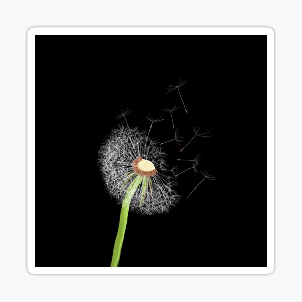 Item preview, Graines de pissenlit dans la brise designed and sold by Tanya Crowley.