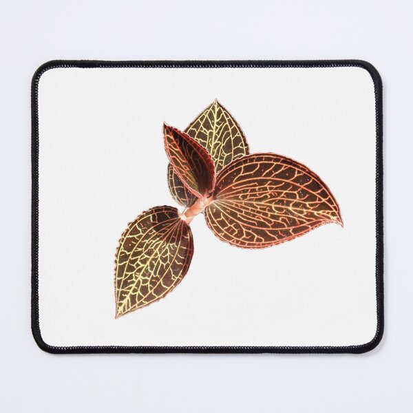 Item preview, Anoectochilus albolineatus Jewel Orchid designed and sold by Floral-Art.