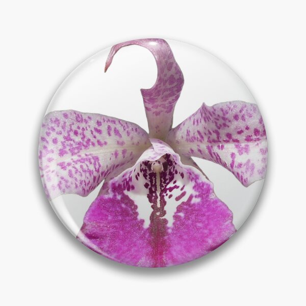 Item preview, Brassocattleya orchid  designed and sold by Floral-Art.