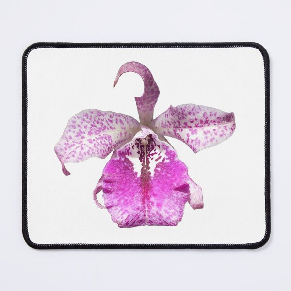 Item preview, Brassocattleya orchid designed and sold by Floral-Art.