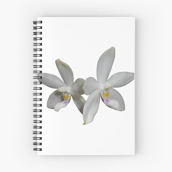 Item preview, Phalaenopsis tetraspis orchid designed and sold by Floral-Art.