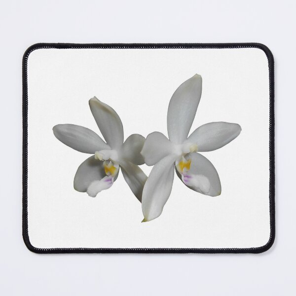 Item preview, Phalaenopsis tetraspis orchid designed and sold by Floral-Art.