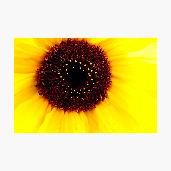 Sunkissed Photographic Print