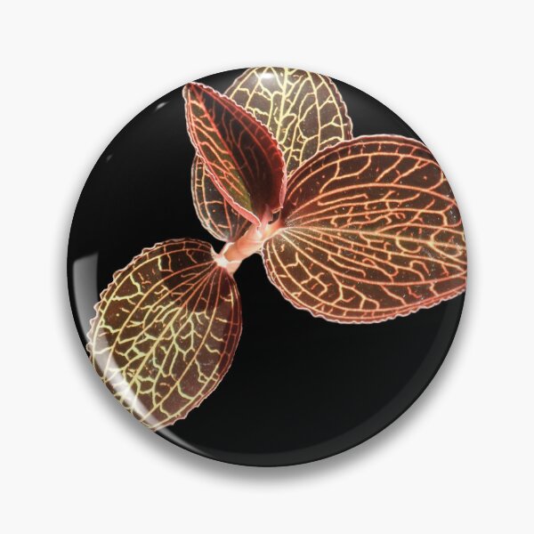 Item preview, Anoectochilus albolineatus (dark background) designed and sold by Floral-Art.