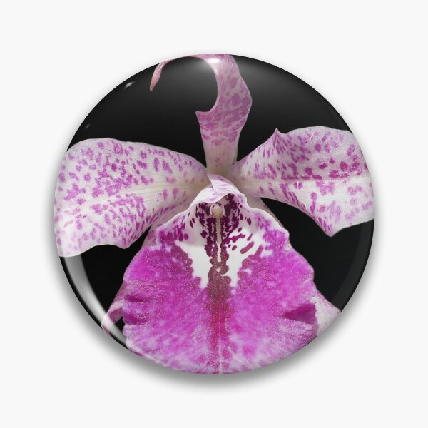 Item preview, Brassocattleya hybrid orchid (dark background) designed and sold by Floral-Art.