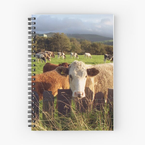 Item preview, Cows of Llanfairfechan designed and sold by Michael Haslam.