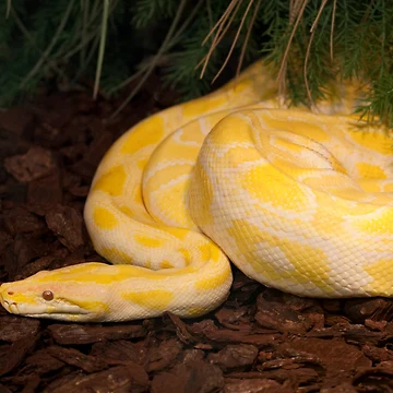 Artwork thumbnail, Yellow Burmese Python by Mythos57