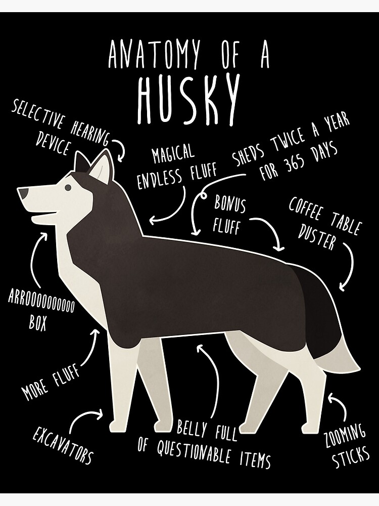 Impression rigide for Sale avec l uvre Anatomie du chien Husky