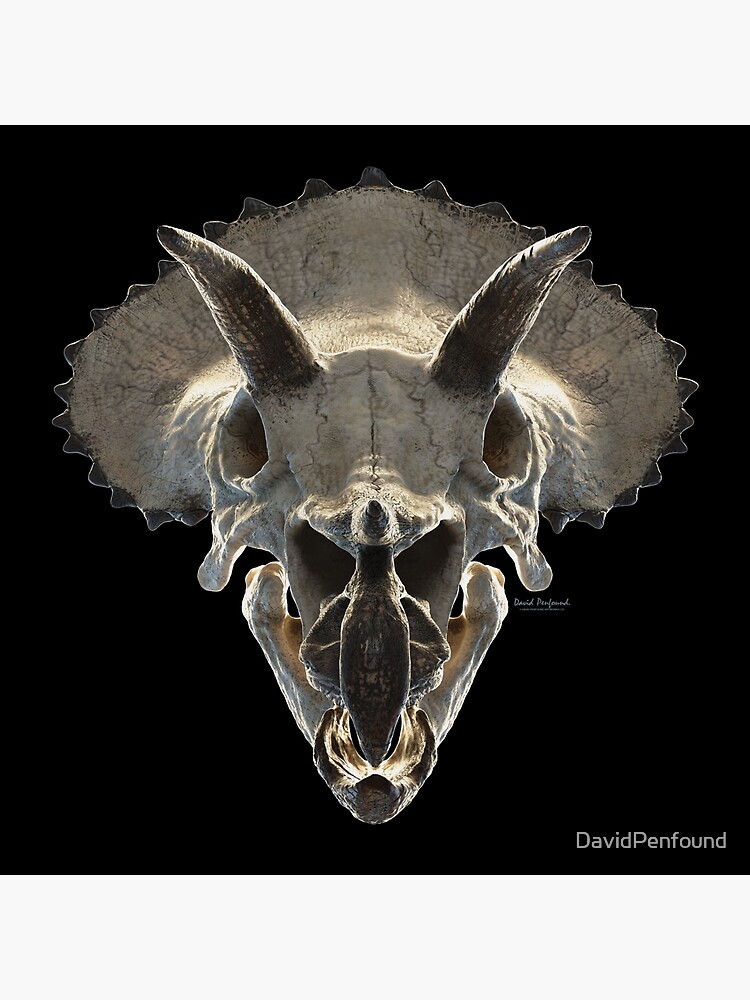 triceratops skull size