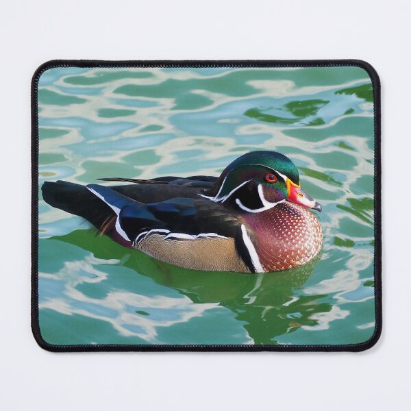 Item preview, A Wood Duck Swimming At My Local Pond designed and sold by BackyardBirder.