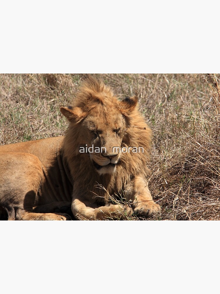 Tarjetas de felicitación «Leones del cráter de Ngorongoro - Tanzania» de  aodhain | Redbubble