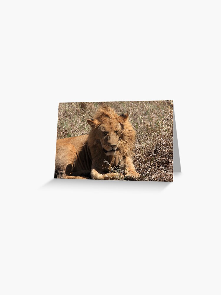 Tarjetas de felicitación «Leones del cráter de Ngorongoro - Tanzania» de  aodhain | Redbubble