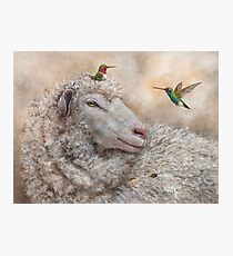 Baa, Hum, Bug Photographic Print
