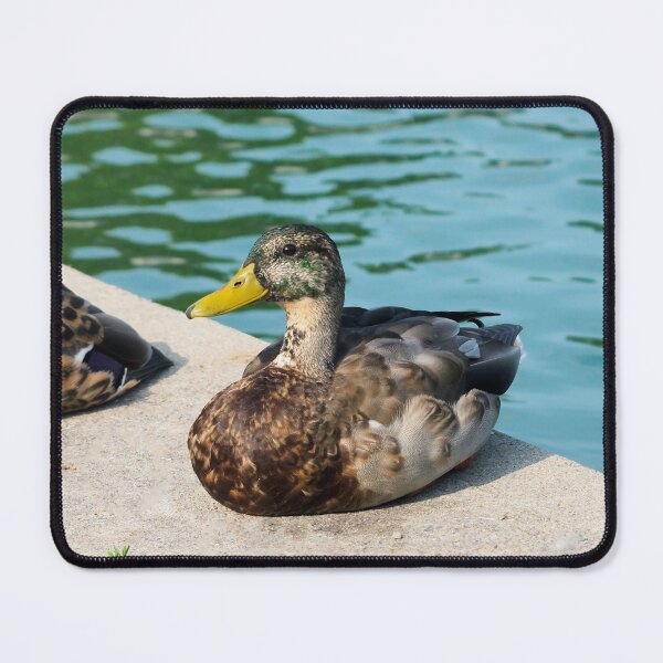 Item preview, A Cute Duck Sitting Next To A Pond designed and sold by BackyardBirder.