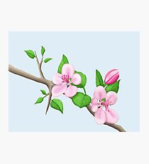 Apple Blossoms Photographic Print