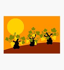 Vineyard Photographic Print