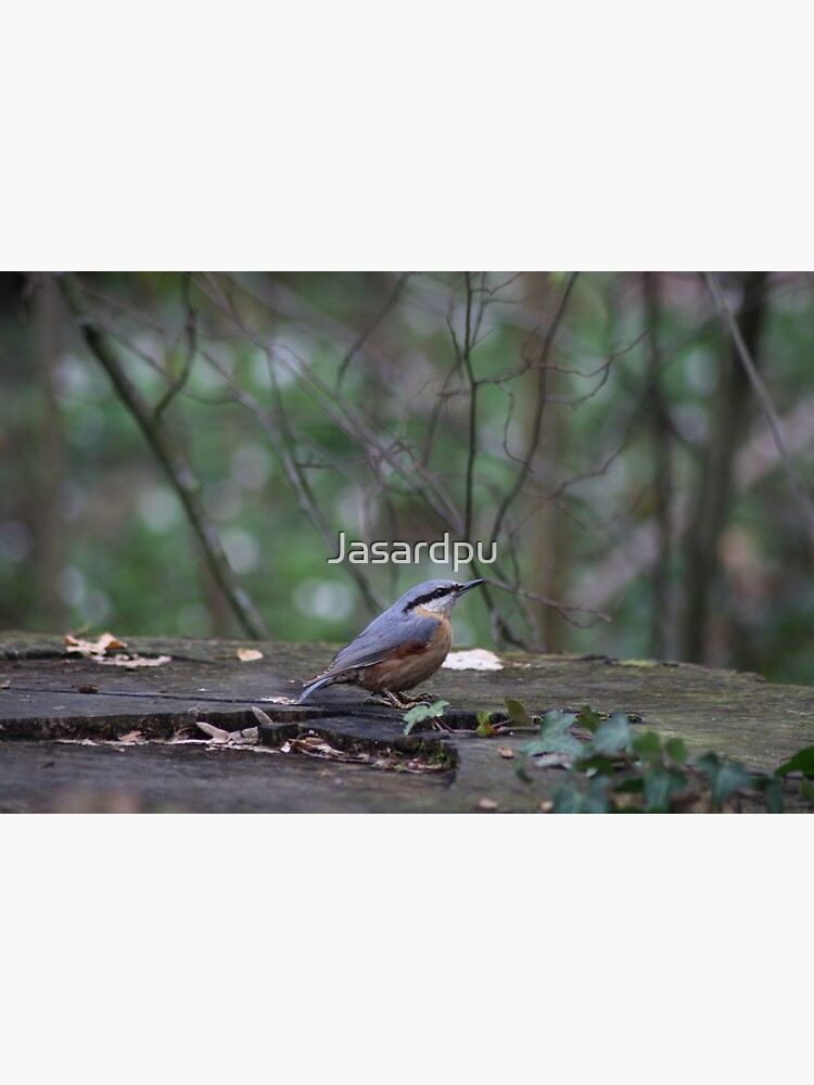 nuthatch by Jasardpu