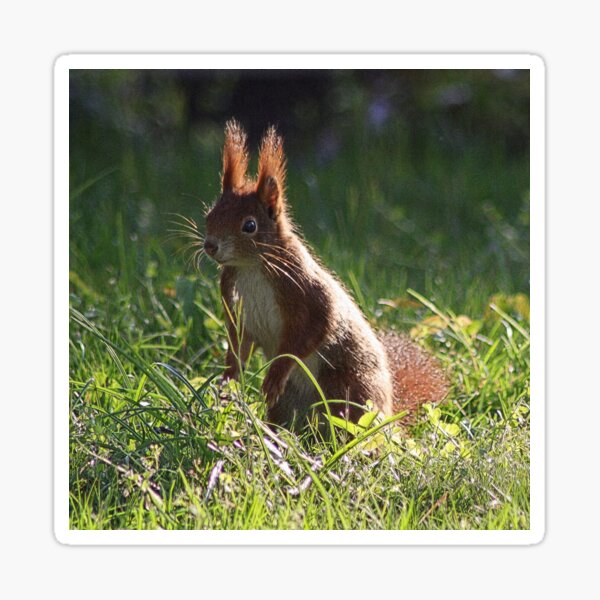 Eichhörnchen Sticker