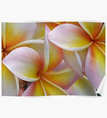 Frangipani Poster