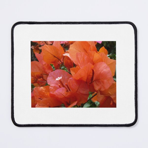 Item preview, Bouganvillea, Noosa, Australia designed and sold by Angela Gannicott.