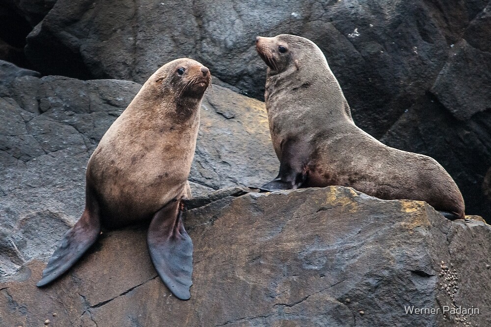 "Australian Seals" by Werner Padarin Redbubble