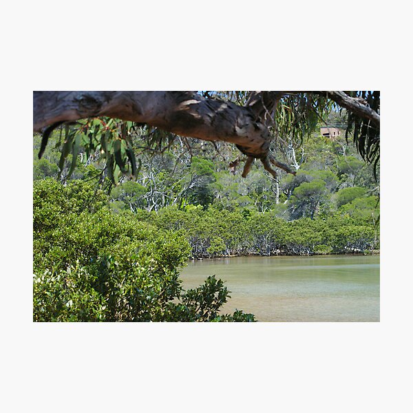 Green Dream Photographic Print