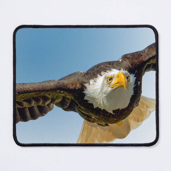 Item preview, Bald Eagle in flight designed and sold by Dalyndigital Photography.