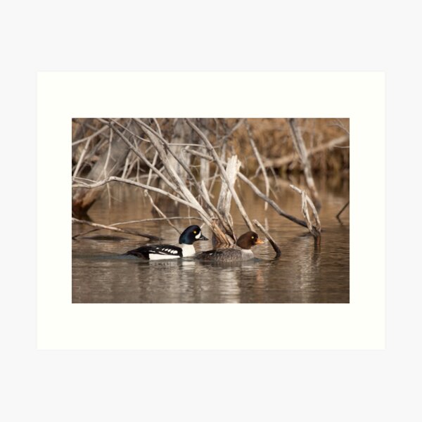 Artikel-Vorschau von Barrow's Goldeneye, designt und verkauft von Marty Samis Photography.
