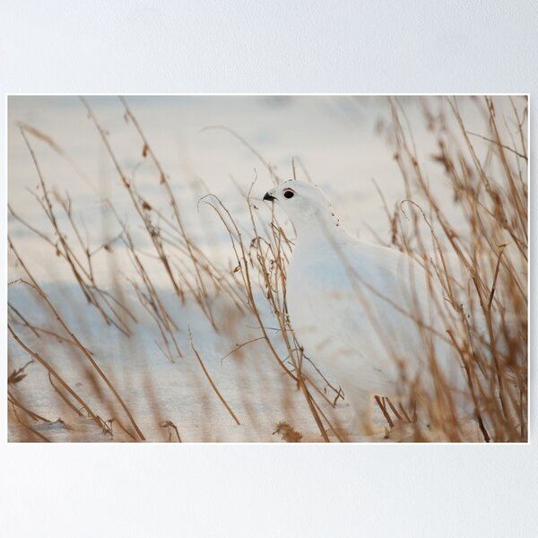 Item preview, Ptarmigan designed and sold by Marty Samis Photography.
