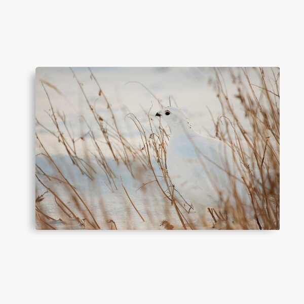 Item preview, Ptarmigan designed and sold by Marty Samis Photography.