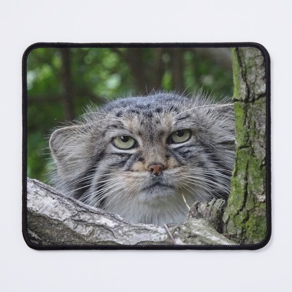Item preview, Wild Cat designed and sold by Erika Kaisersot.