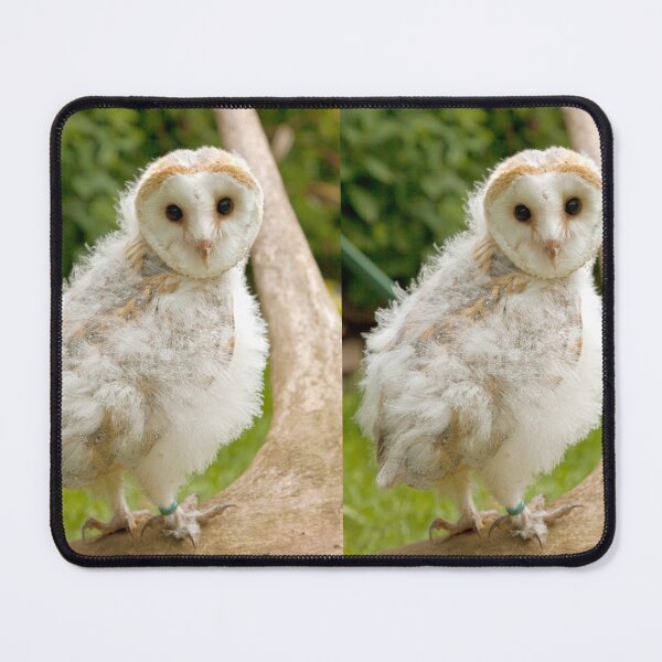 Item preview, Young Barn Owl chick designed and sold by Dalyndigital Photography.