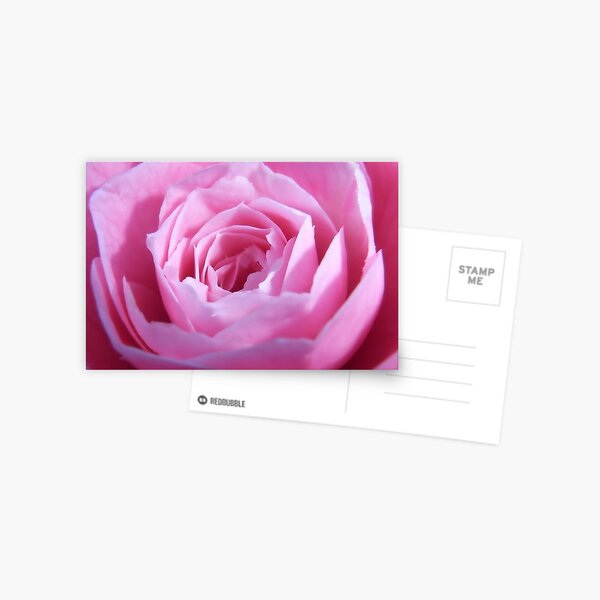 Camelia Postcard