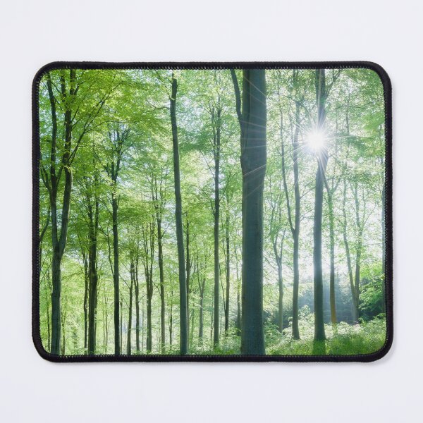 Item preview, Beech Woodland Morning Sunlight designed and sold by Craig Joiner.