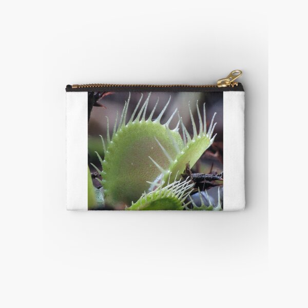Item preview, Dionaea muscipula - Venus flytrap designed and sold by DPalmer.