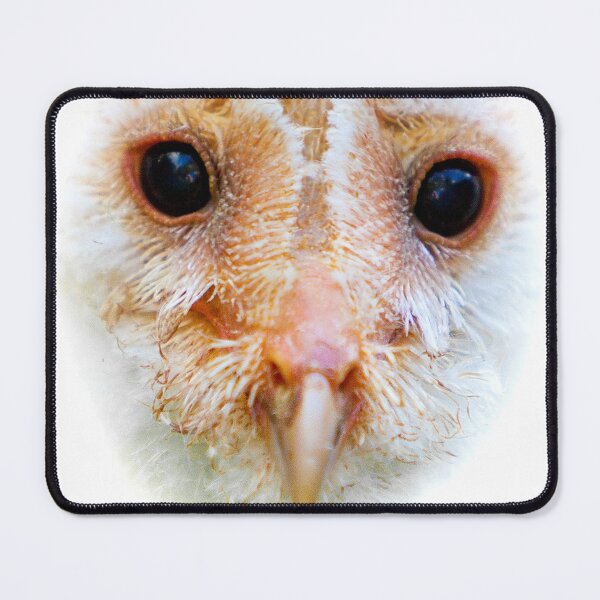 Item preview, Barn Owl Chick designed and sold by Dalyndigital Photography.